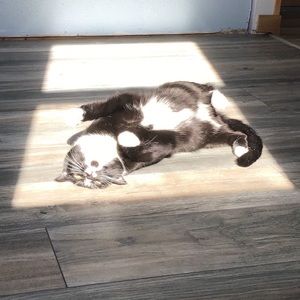 Meet your Posher, Sadie